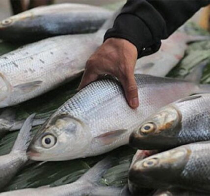 4 Ikan Tinggi Albumin Cegah Sakit Ginjal dan Hati