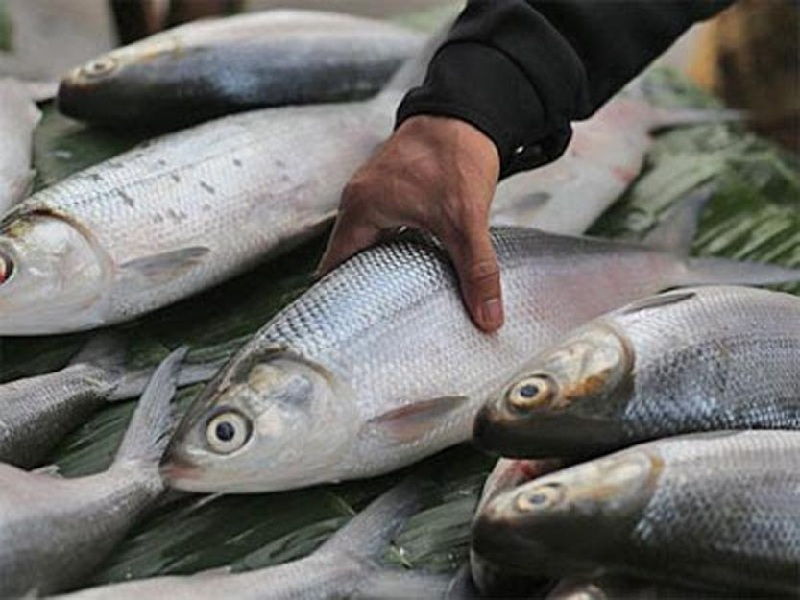 4 Ikan Tinggi Albumin Cegah Sakit Ginjal dan Hati