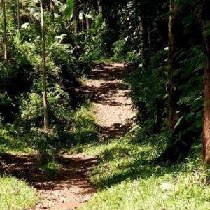Kronologi KKN Desa Penari Di Banyuwangi Berujung Tragedi