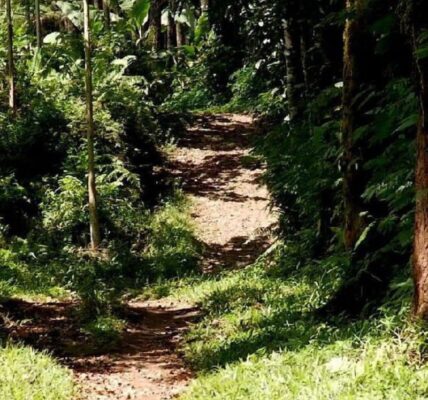 Jalan Menuju Darungan