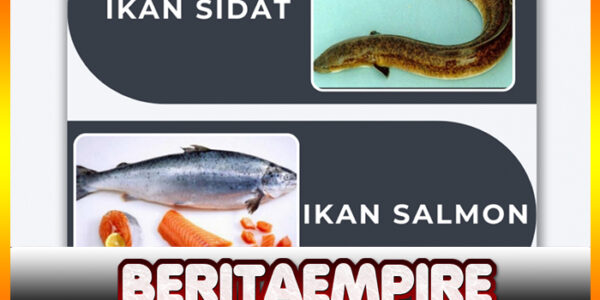 Ikan Sidat Ternyata Punya Omega 3 Lebih Tinggi Dari Salmon
