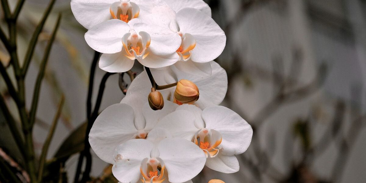 Sejarah Hari Puspa Satwa