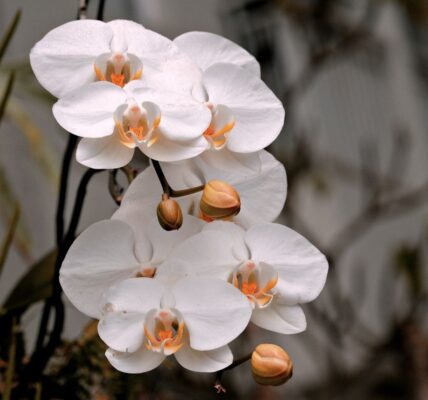 Sejarah Hari Puspa Satwa