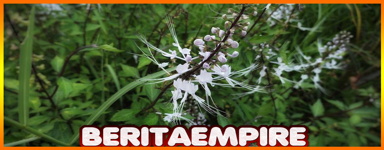 Daun Kumis Kucing Andalan Untuk Saluran Kemih Dan Asam Urat