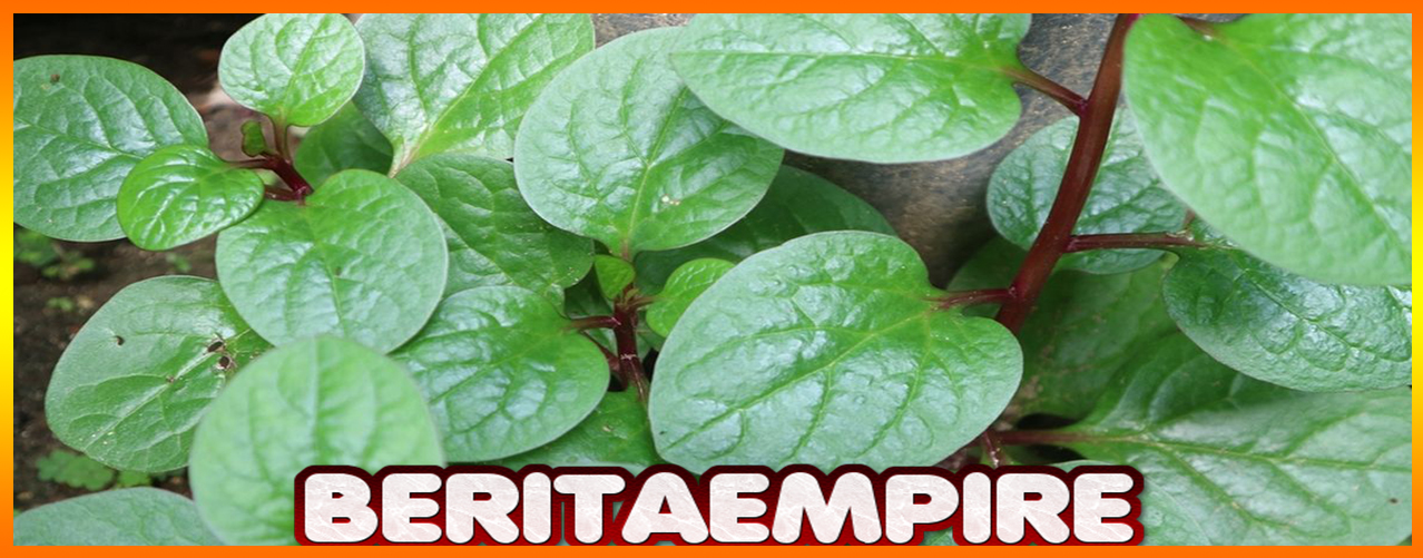 Khasiat Binahong Untuk Kesehatan Pada Manusia