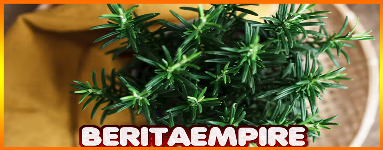 Rosemary Herbal Penjaga Ginjal, Otak Dan Kesehatan Tubuh